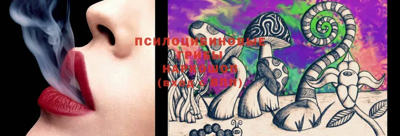 купить  цена  Верея  Галлюциногенные грибы Psilocybe 